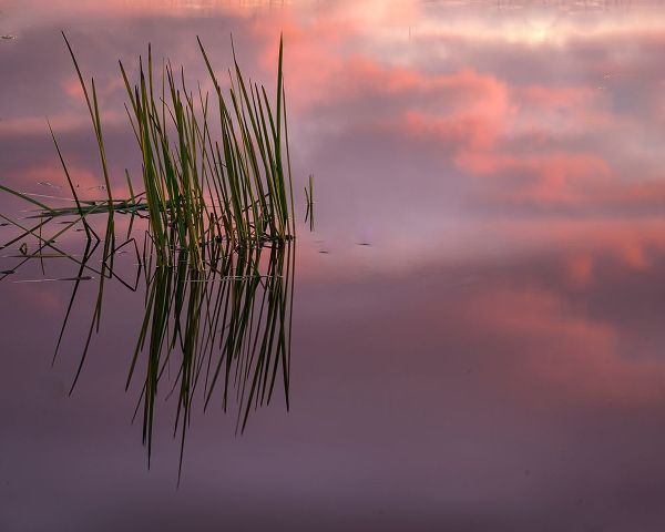 New Jersey-Pine Barrens Sunset on lake reeds
